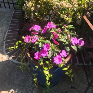 Meet your Posher, Brenda